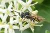 Nomada sp.